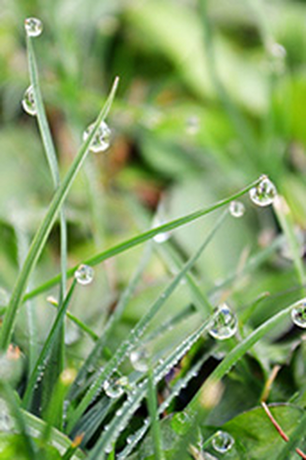 滴灌一滴一滴的出水，出水量那么小，能满足作物水分需求吗？